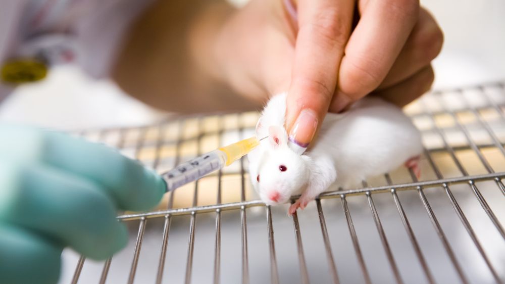 Němečtí výzkumníci rozchodili myši s poškozenou míchou. Jedinou injekcí